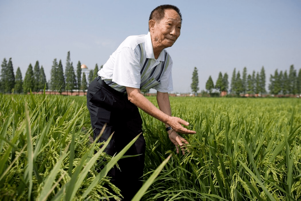 缅怀致敬袁隆平,愿天下人都有饱饭吃_in_rice_水稻