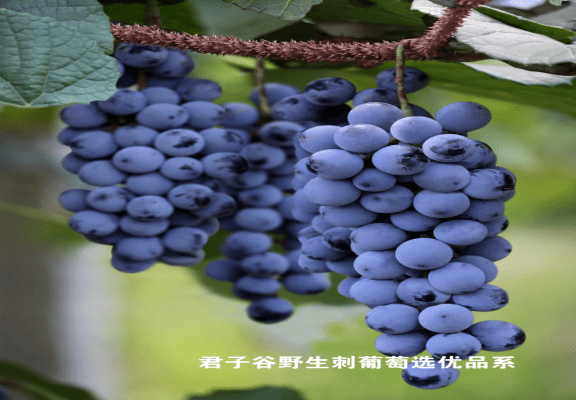 一颗刺葡萄,成就大产业