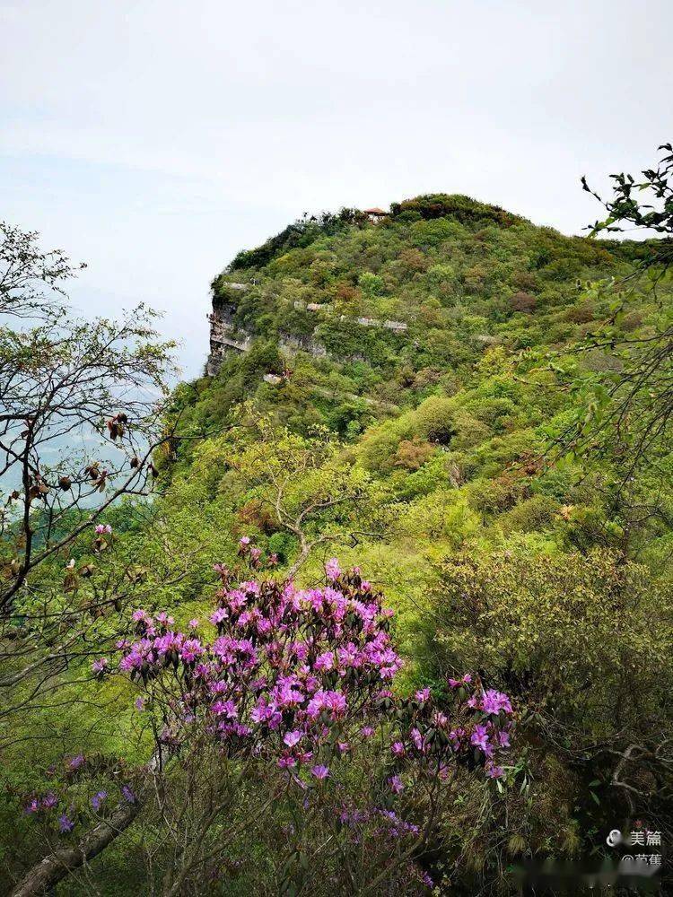 汉中龙头山杜鹃花图片