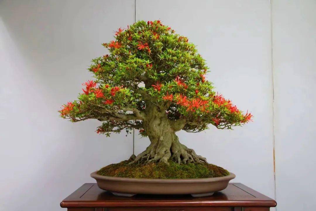 2022东京上野杜鹃展_盆景_樱花_公园