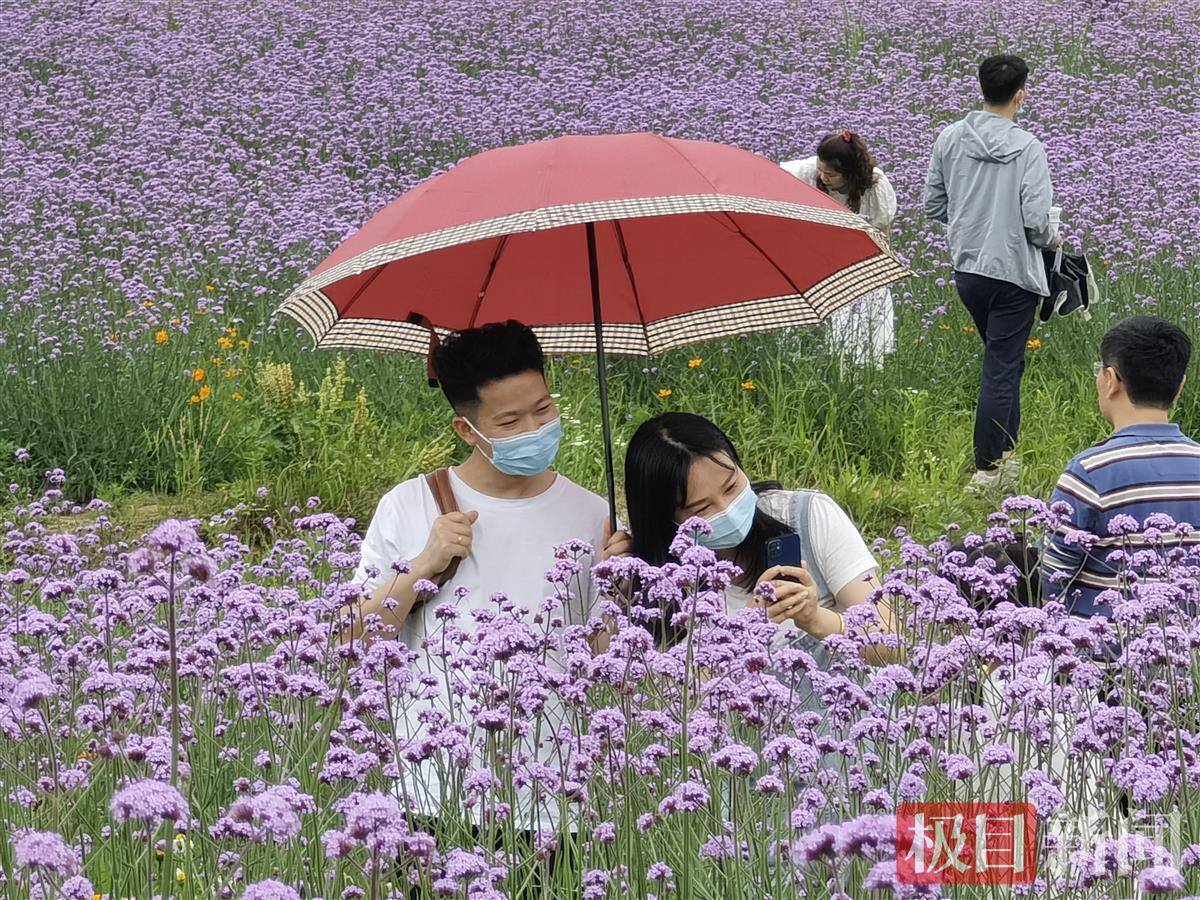 210亩紫色花海盛放，快到光谷追花去！