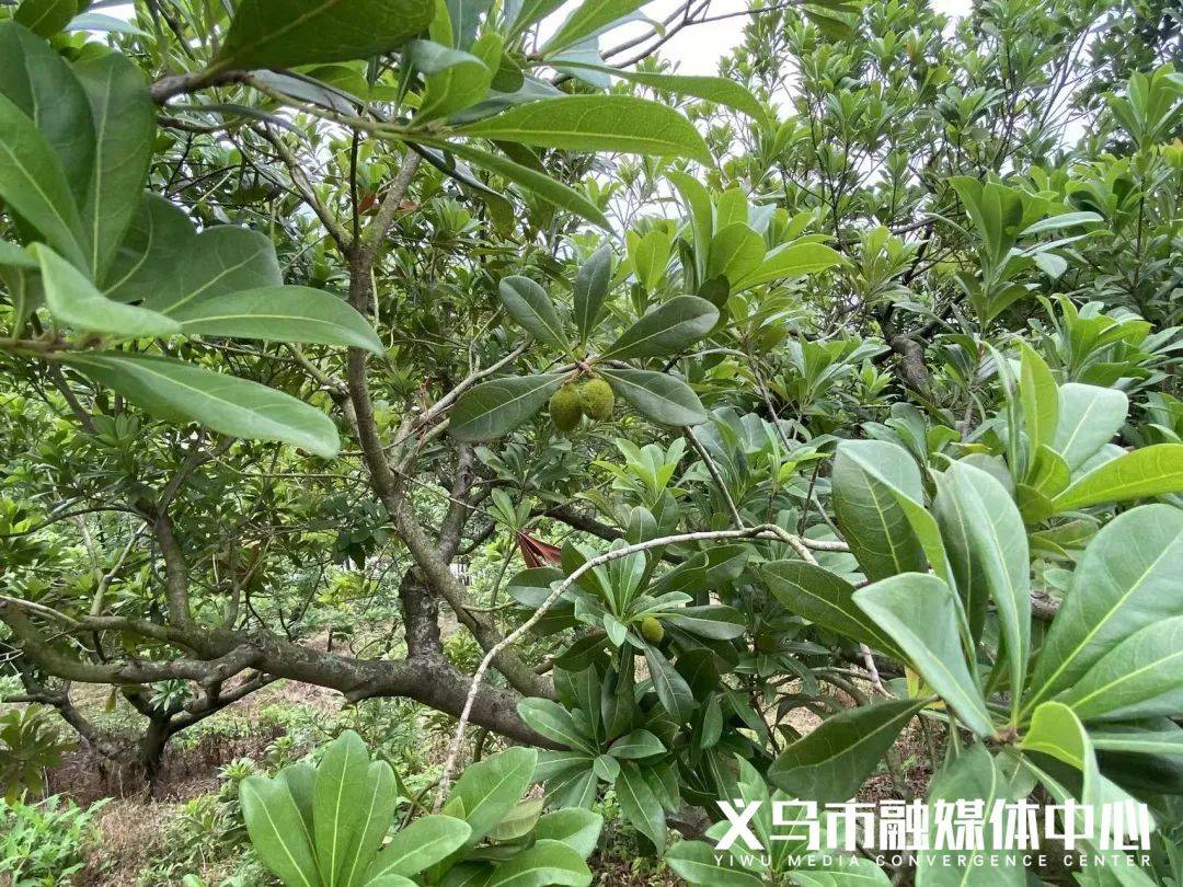 300多亩杨梅林,红色教育基地…来解锁义乌这个村的"共富密码"