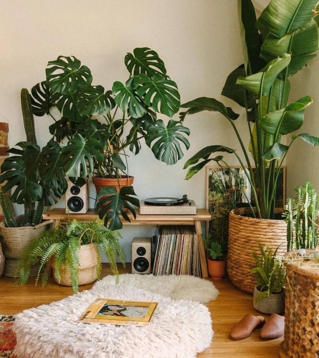 植物_块根_潮流