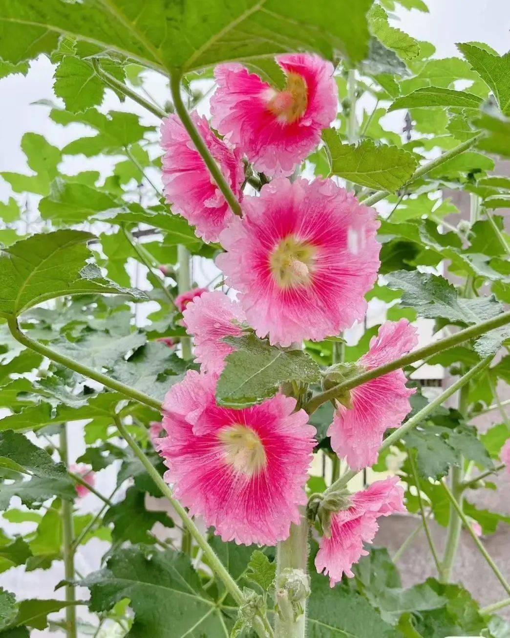 孟夏时节万物繁茂夏花绚烂满城芳