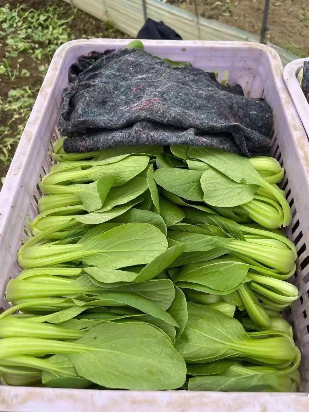 最快20天供应市场这个青梗菜品种耐热耐湿抗性强一年最多可种8茬