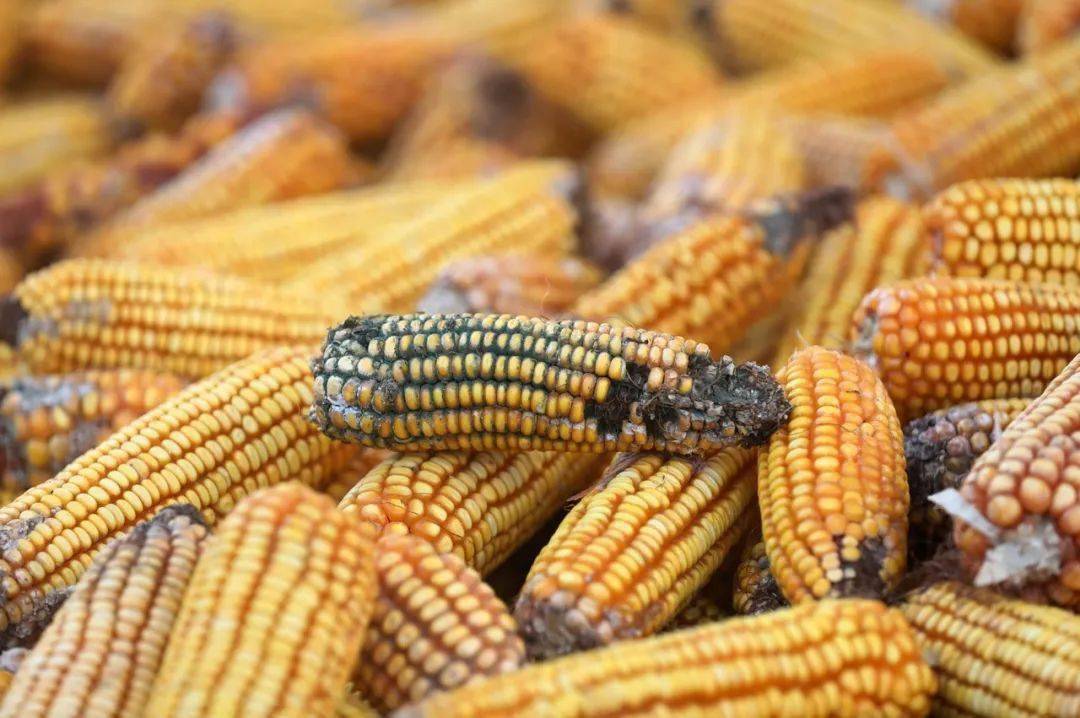 而花生,玉米,稻谷,豆饼,米糠等是最容易被黄曲霉菌污染的粮食和饲料