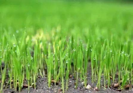 水稻返青分蘖期应该如何管理