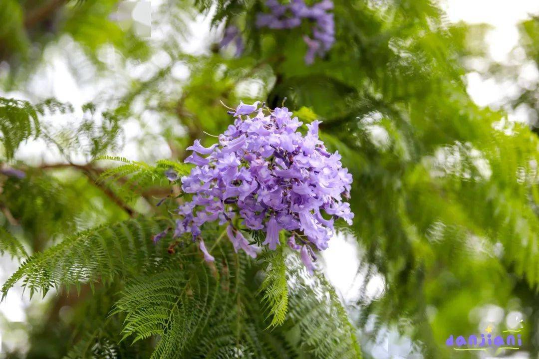 蓝楹花紫愿与你花开初夏