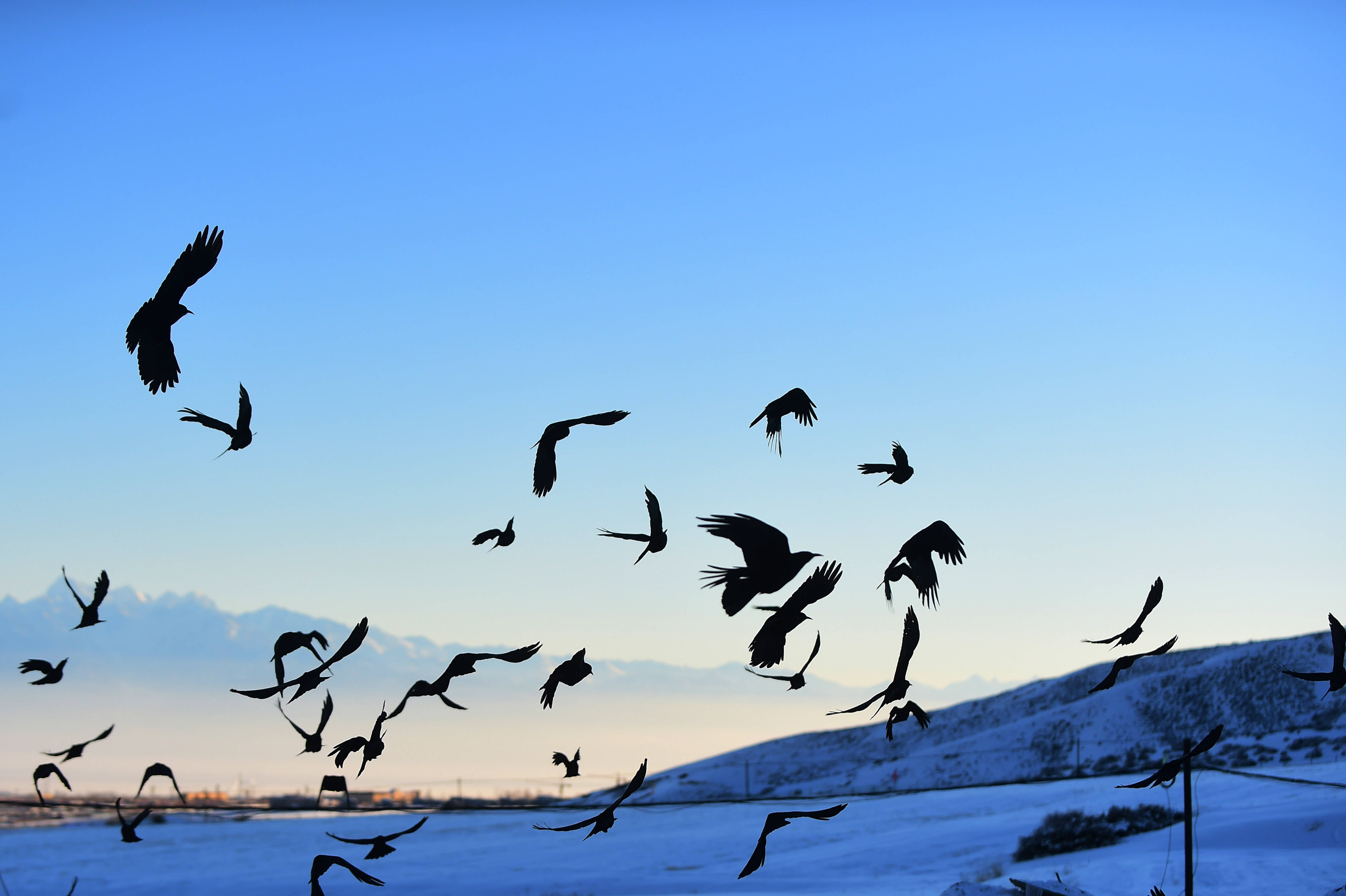 2016年1月22日,在乌鲁木齐市南山丝绸之路滑雪场附近,一群乌鸦在空中