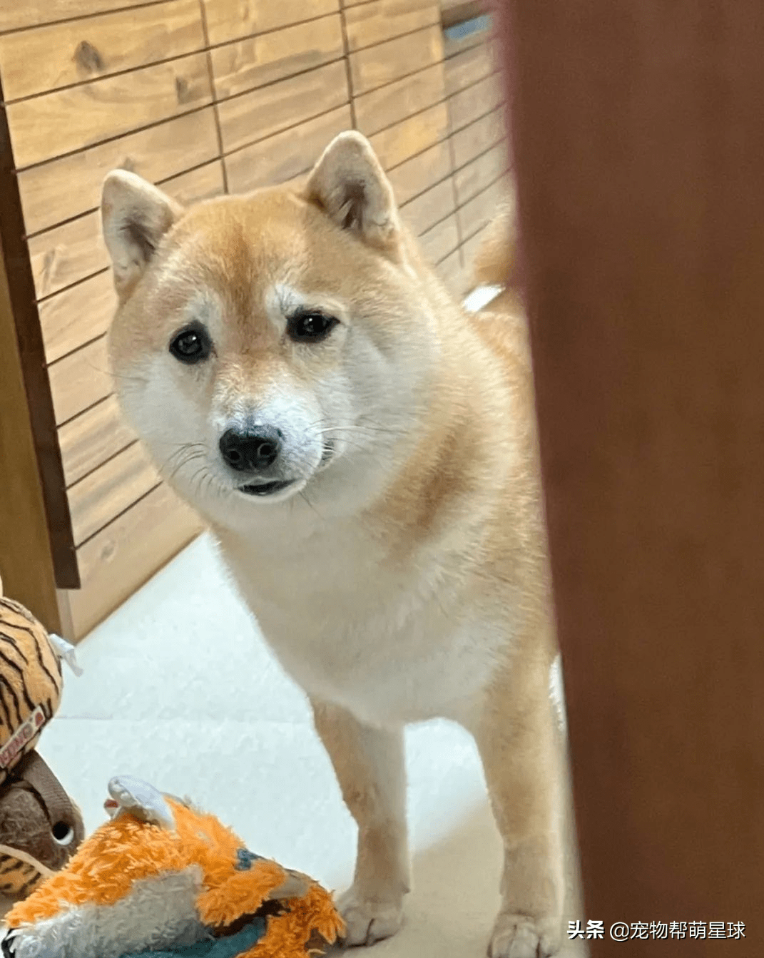 情绪突然崩溃,柴柴发现后眼里满是担忧,好懂事啊_传家宝_狗狗_表情