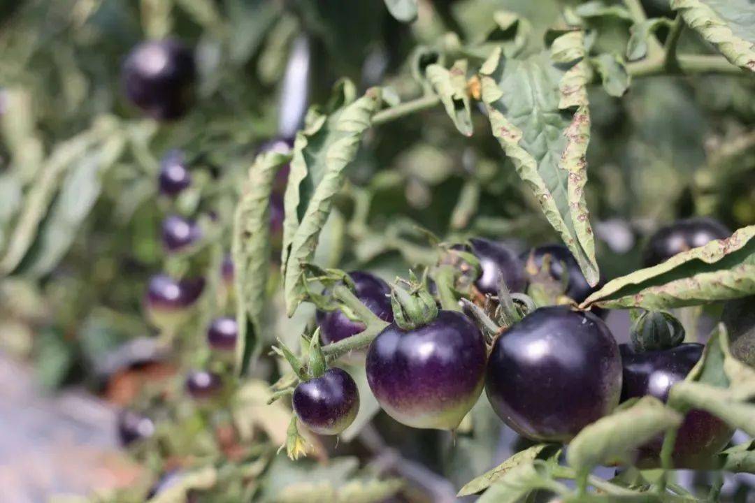 01-太空黄钻小番茄据了解,这些形状各异的太空果蔬都是经过"航天育种"