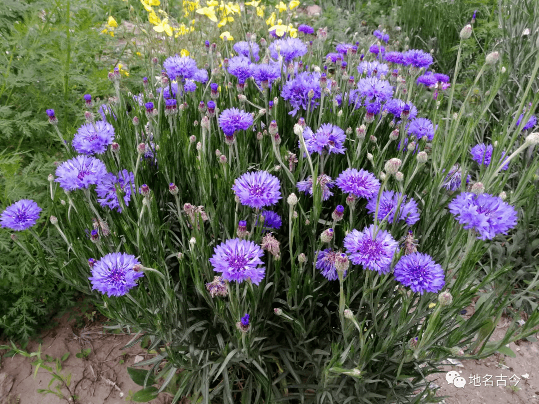 有风遇见蓝花矢车菊