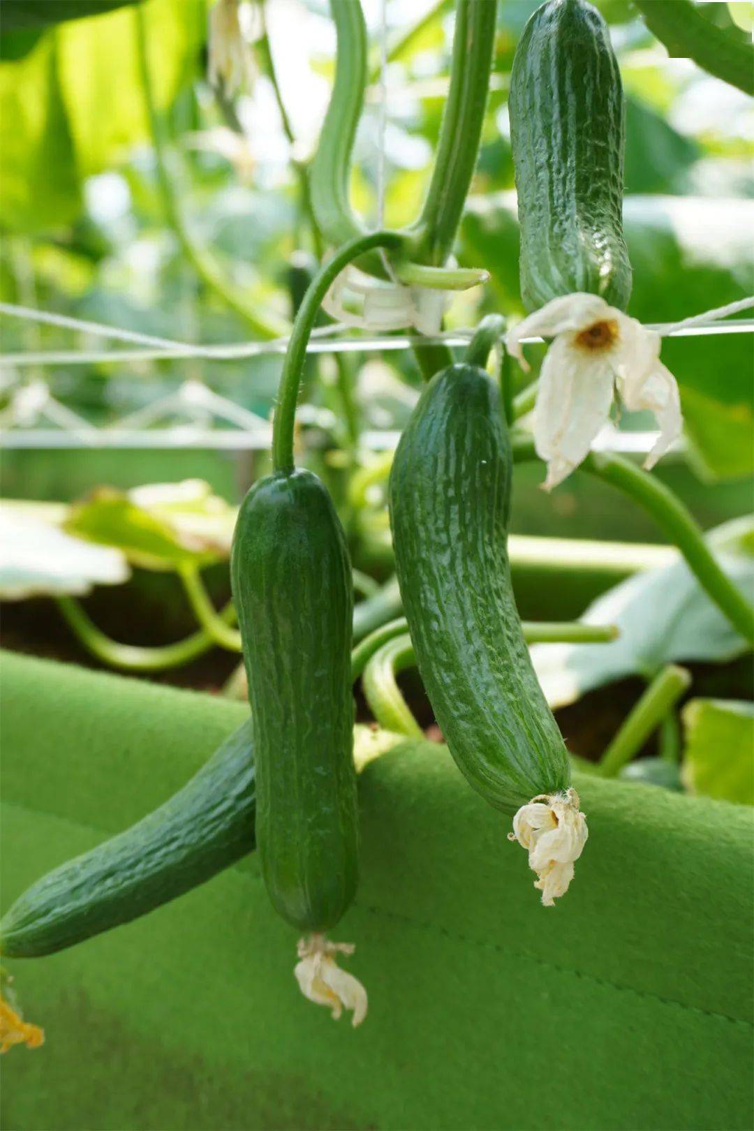 海盐竟然有这么一家科技智慧喜番乐有机生态农场听说这里有水果蔬菜中