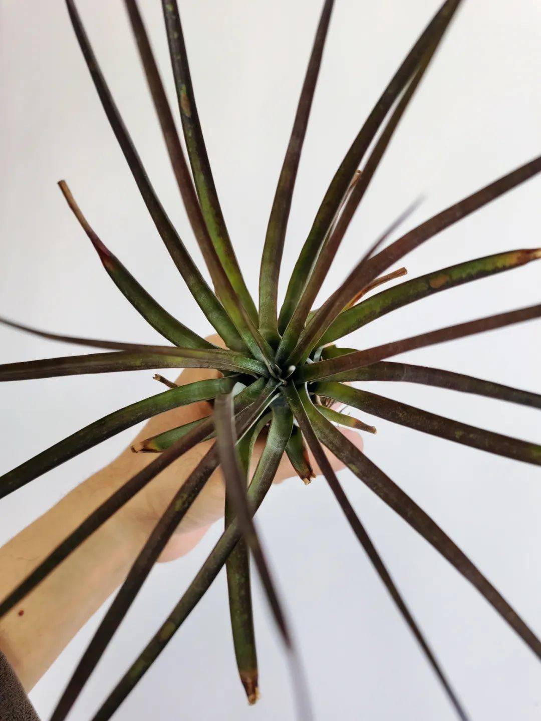 空凤/空气凤梨图鉴——费西古拉塔 (tillandsia fasciculata)_品种
