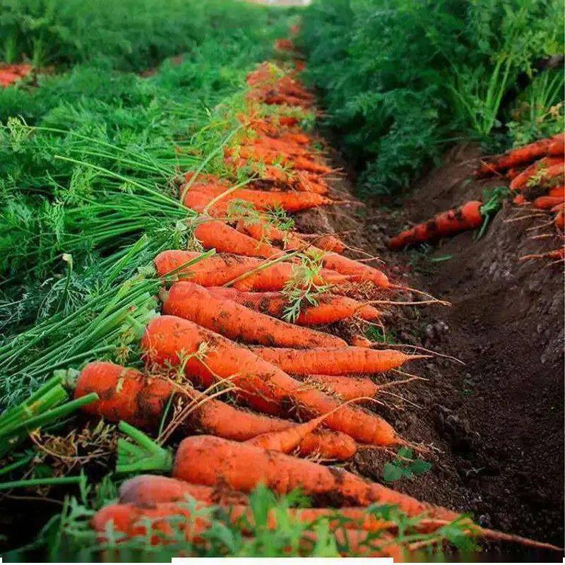 盘点中国历史上引进的农作物各种蔬菜水果农作物传入中国时间表高考