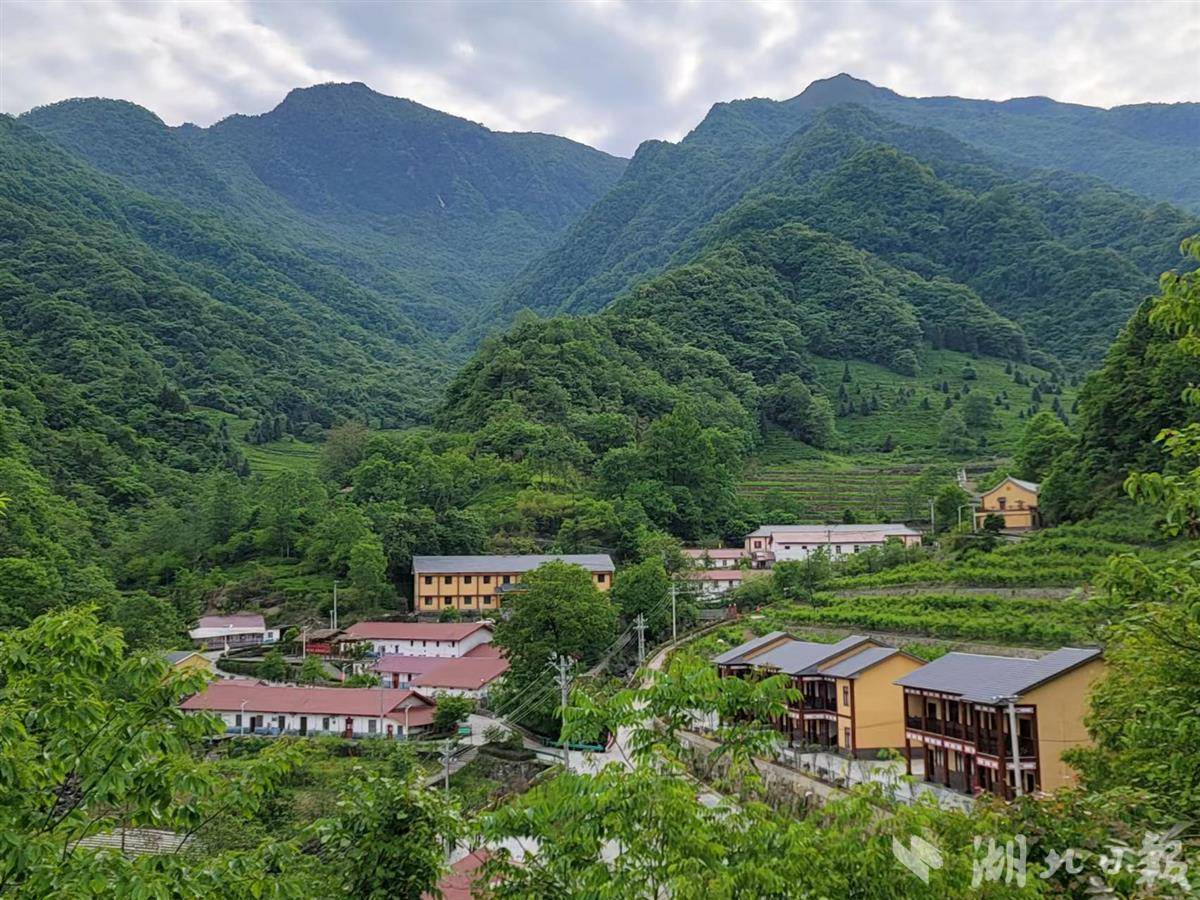 竹溪营盘山万亩野生海棠次第绽放