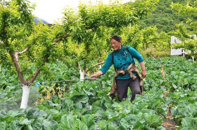 黑水高半山林下种蔬菜果蔬套种助农多渠道增收