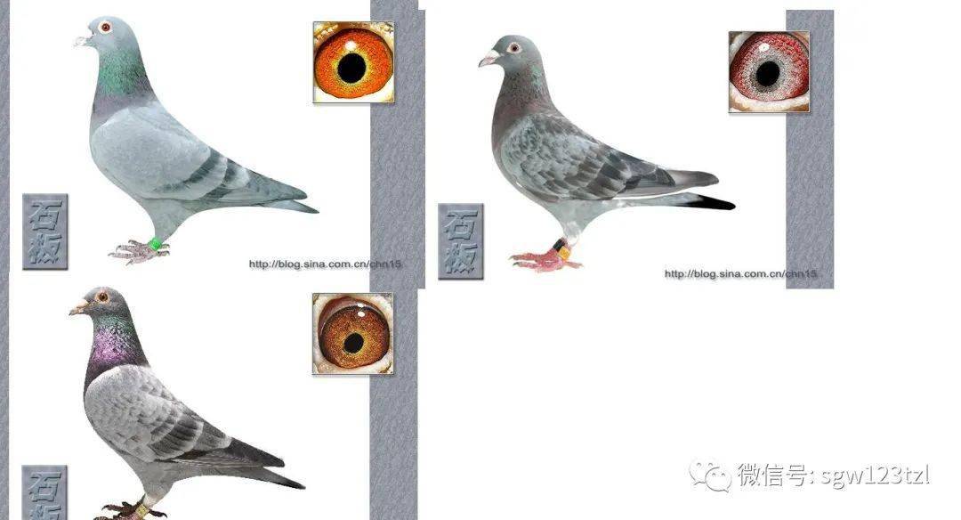 石板鸽为什么要配红鸽图片