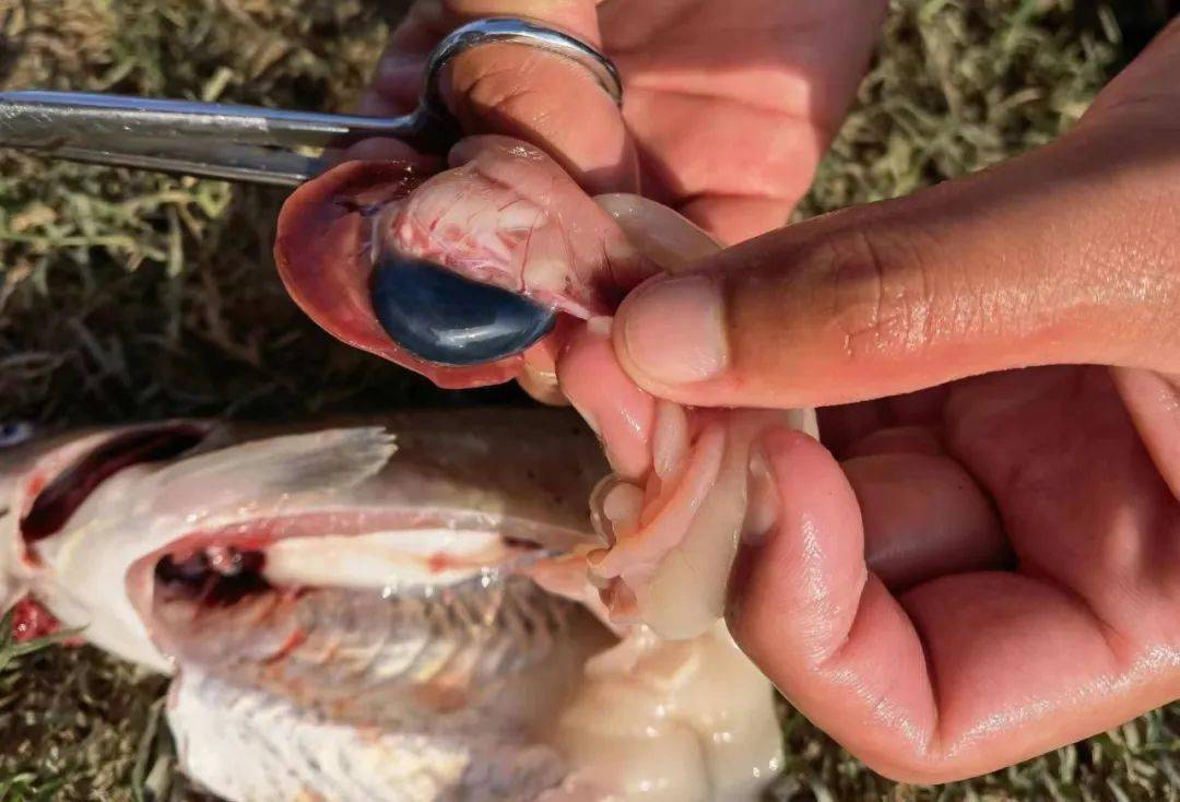 莫名暴亡鱼价一度飙至146元斤网红鮰鱼火爆后遭不