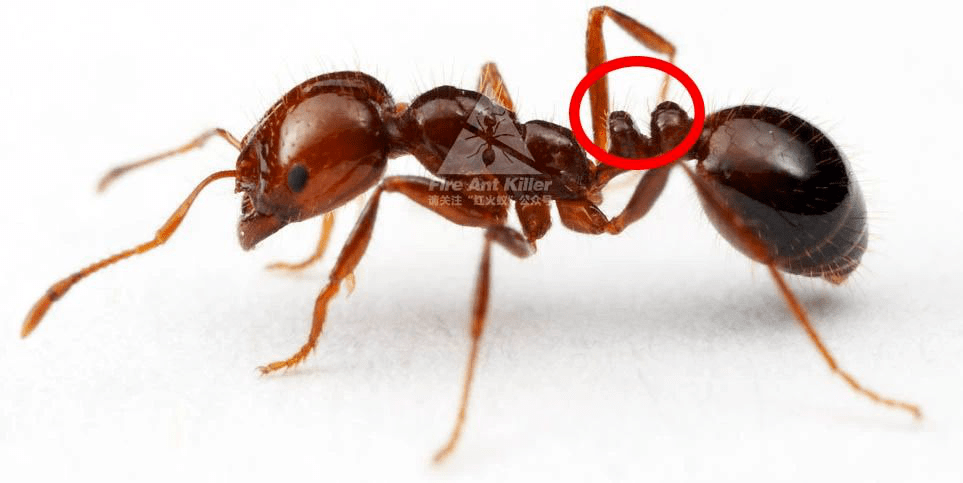 红火蚁大小对比图片
