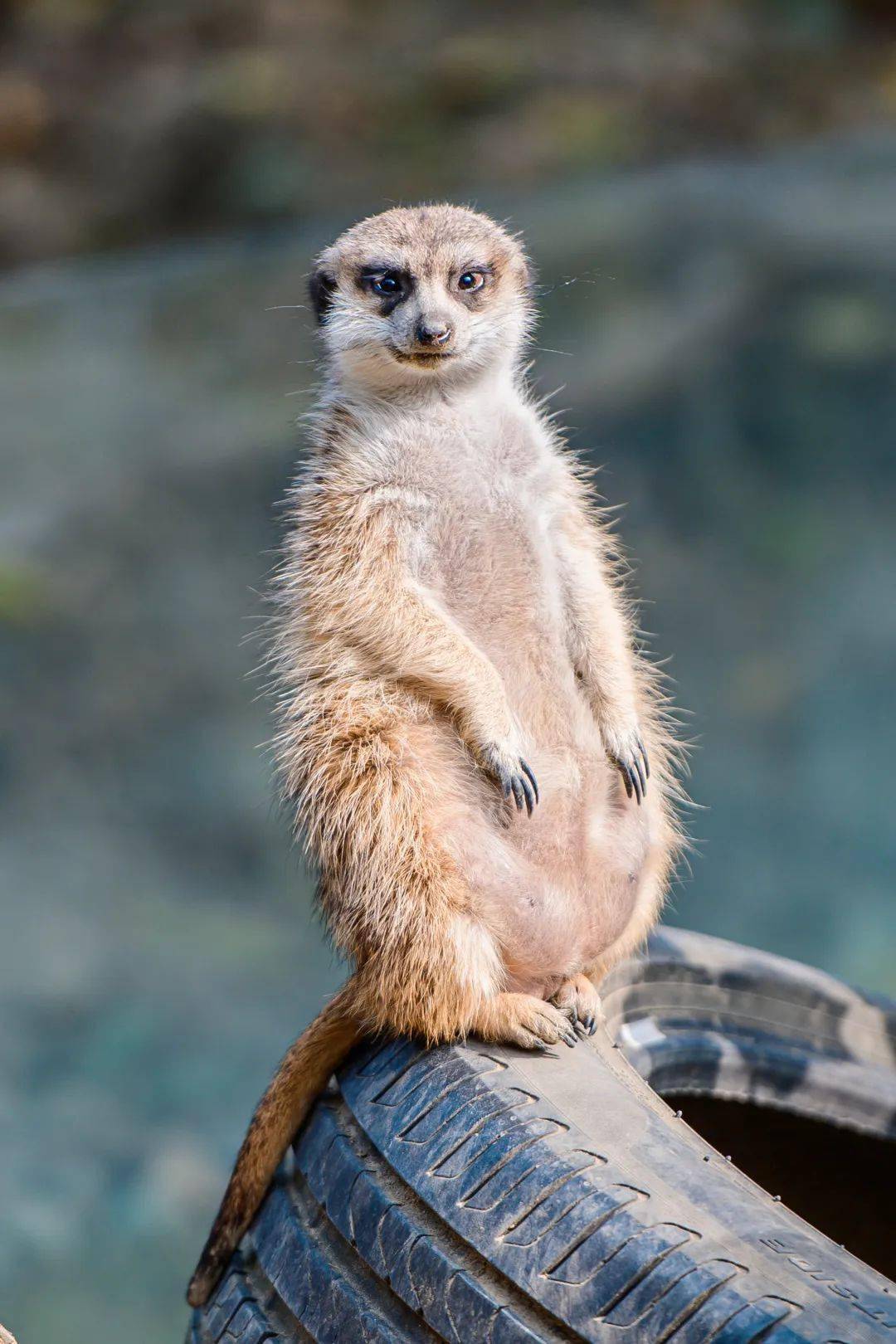 洞穴_墨镜_家族