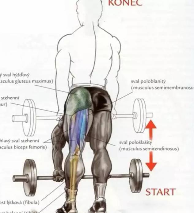 线侧平举钢线俯身飞鸟哑铃侧平举俯身飞鸟仰卧臂屈伸钢线下压哑铃推肩