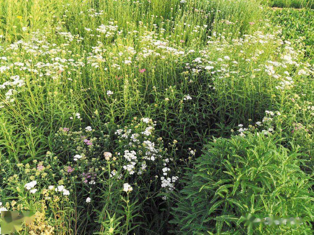 夏花冬绿 蓍草 新品 花坛 叶片 白色
