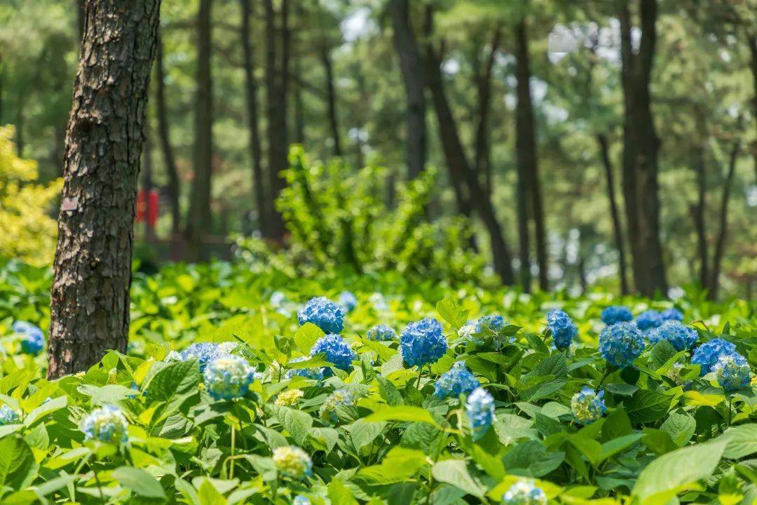 定位临平山绣球花季来啦