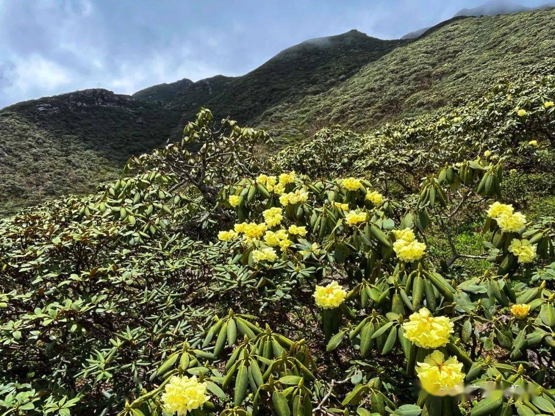美美美苍山洗马潭杜鹃花盛放拍照赏花正当时