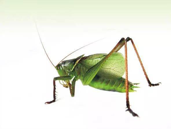 花鸟画参考素材欣赏蝈蝈