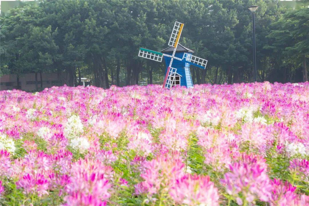 佛山附近花海图片