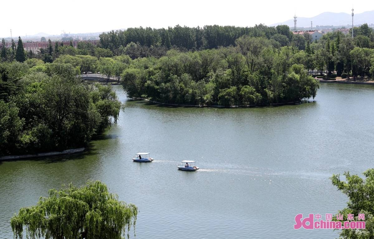 (张进刚 摄)5月26日,依托姜山湿地附近丰沛的水源,莱西大片的小麦即将