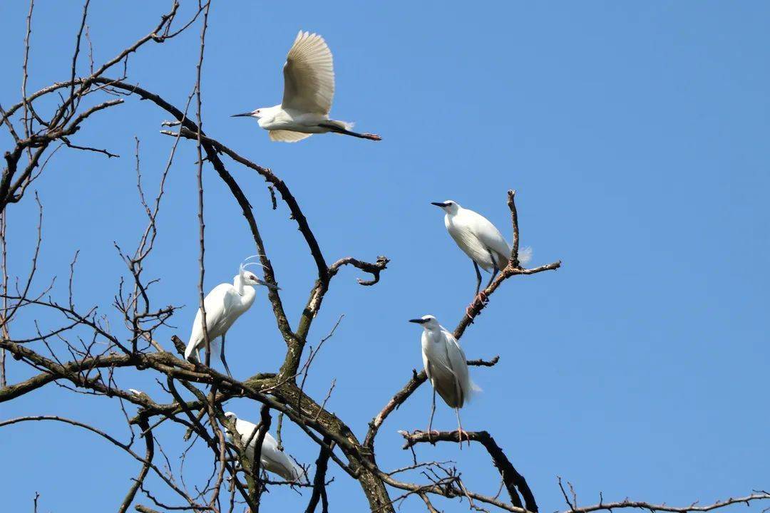 在南浔收费站 和成千只白鹭做邻居是种什么体验 鹭鸟 保护 湖州