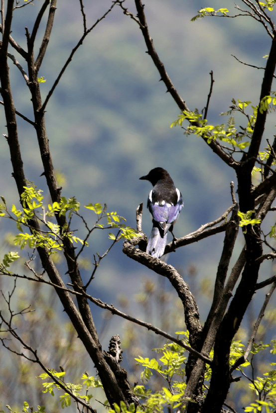 朱提影像(九十二)| 鲁甸:喜鹊枝头叫喳喳_鸟类_人类_报喜鸟