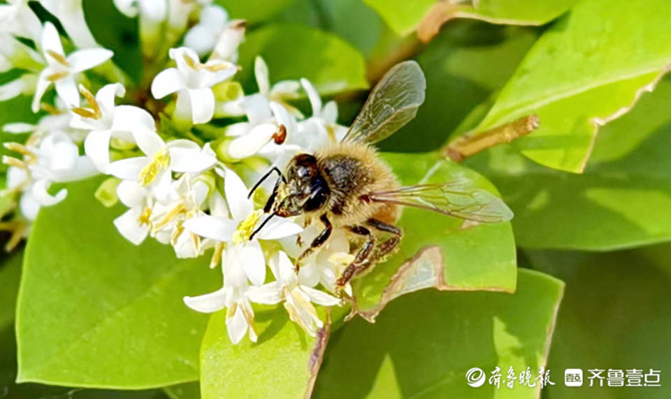 金叶女贞上辛勤劳作的小蜜蜂
