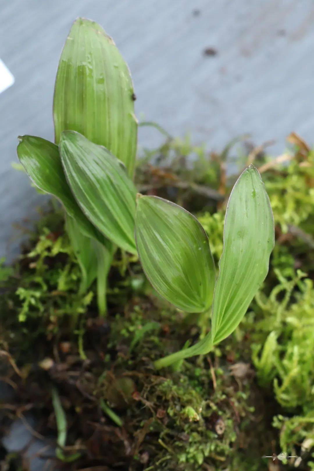 四川独蒜兰再现云南乌蒙山