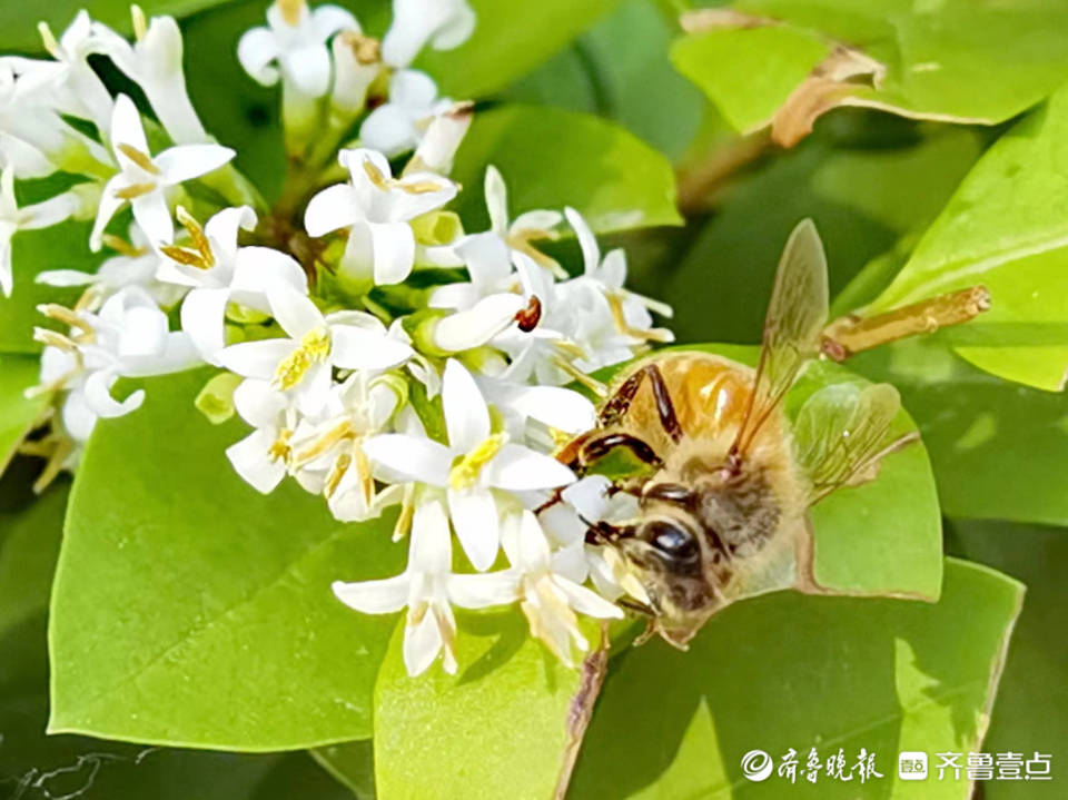 金叶女贞上辛勤劳作的小蜜蜂