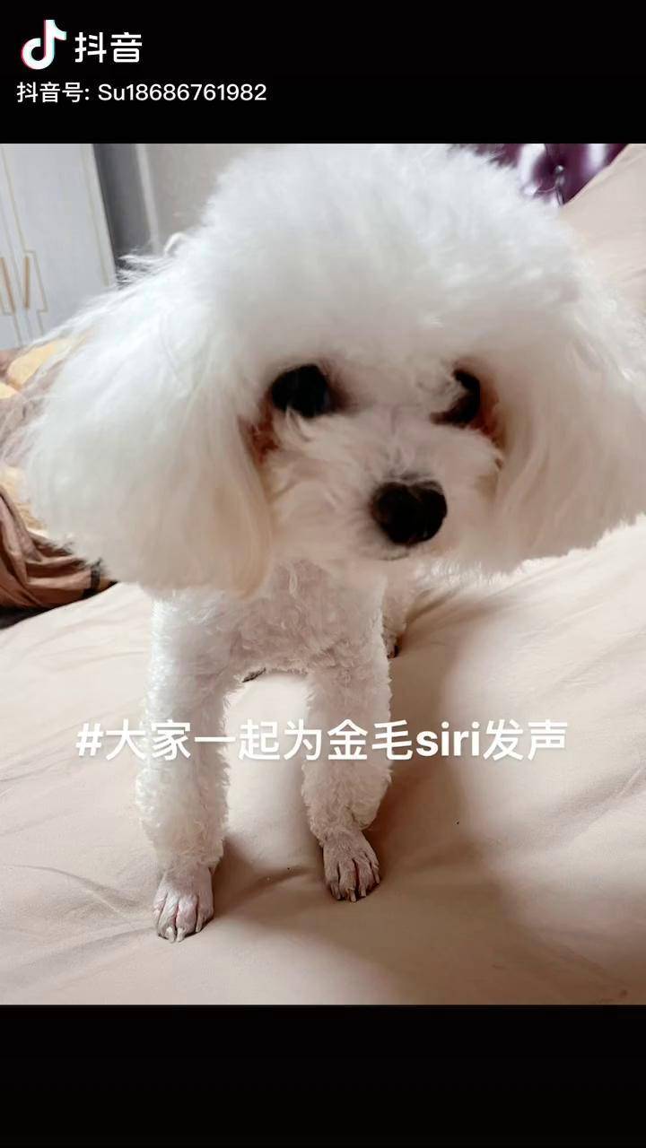 大家一起为金毛siri发声
