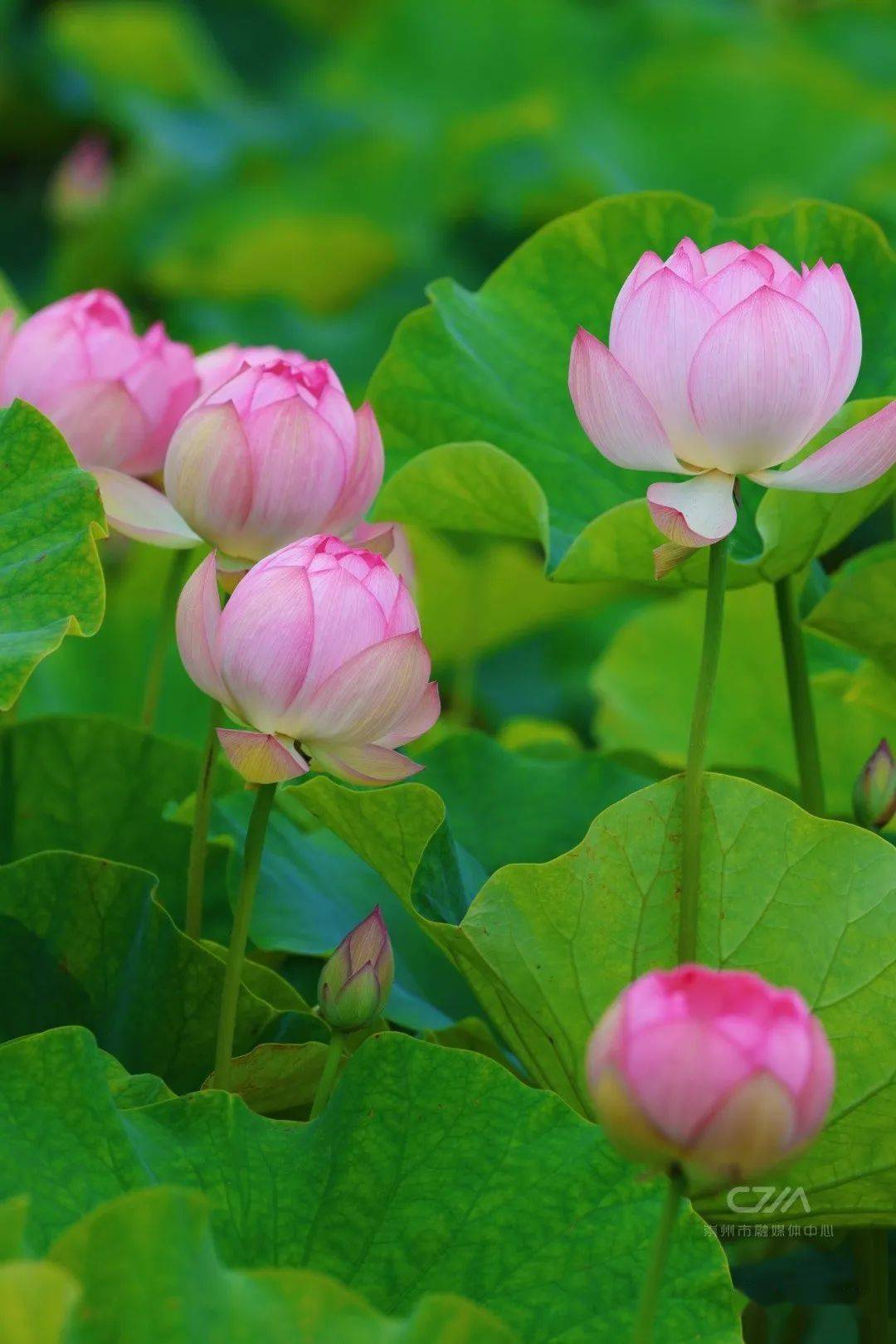 今夏崇州第一波荷花开了美不胜收地点就在