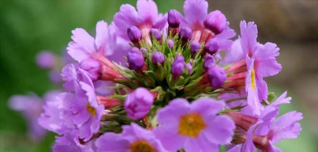 发现阴条岭2000余株极危物种川东灯台报春花开正艳