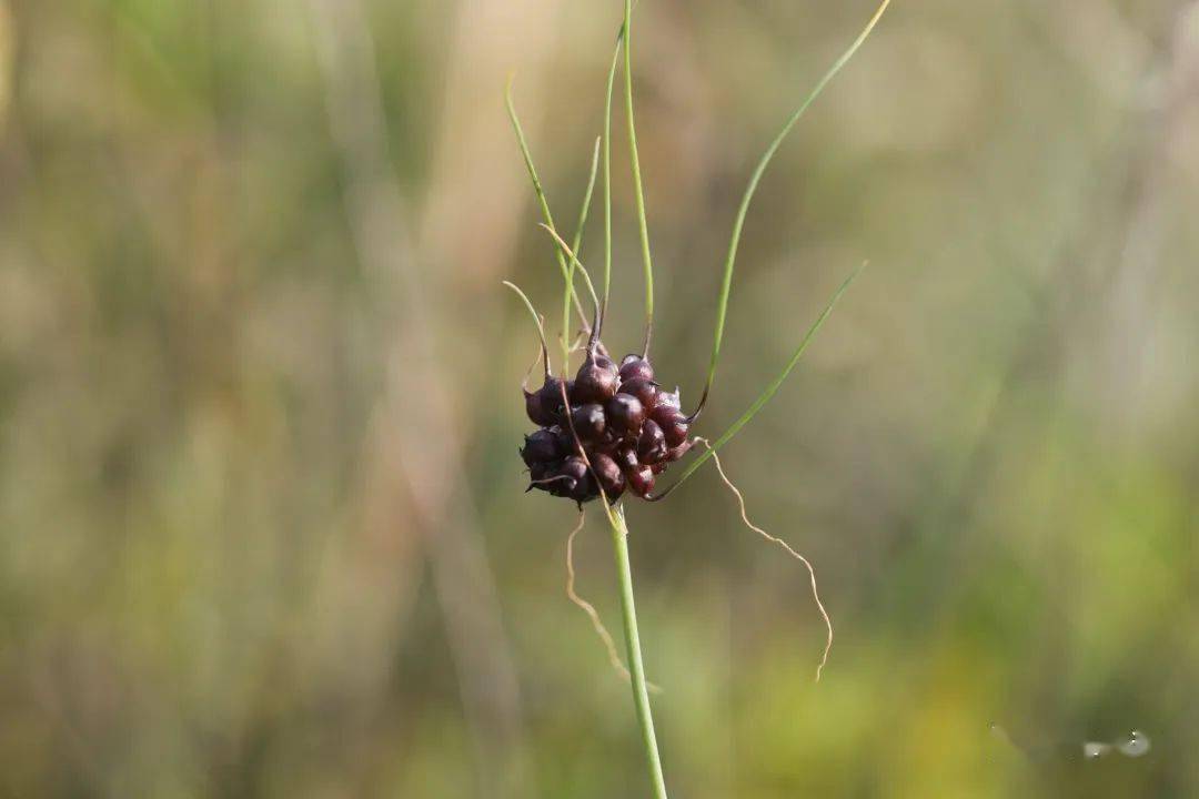 滴水岩上的小根蒜开花了