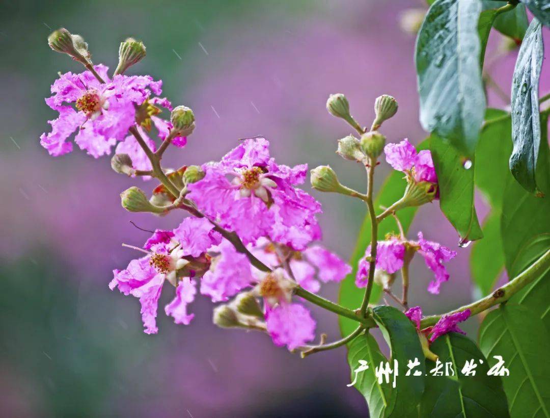 挽著盛夏紫薇花不在春日與百花爭豔▲點擊視頻觀看這撩人的美景吧