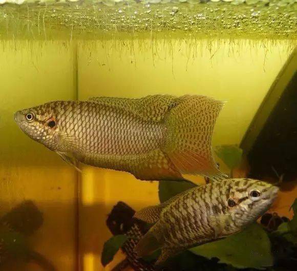 图:圆尾斗鱼 (图片是济南圆尾斗鱼)图:越南黑叉斗鱼图:普通叉尾斗鱼4.