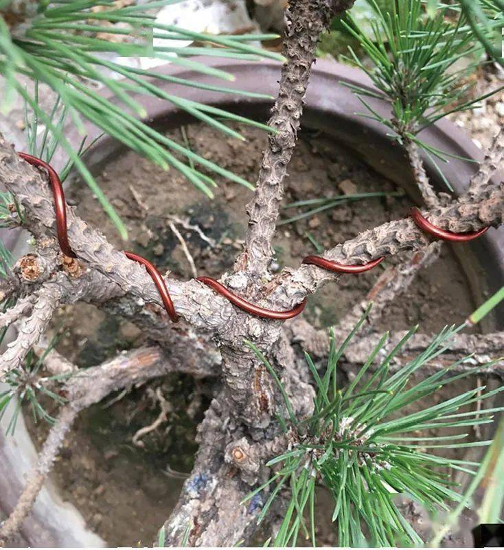 用普通花草树木来练手经蟠扎立马显现盆景造型的魅力