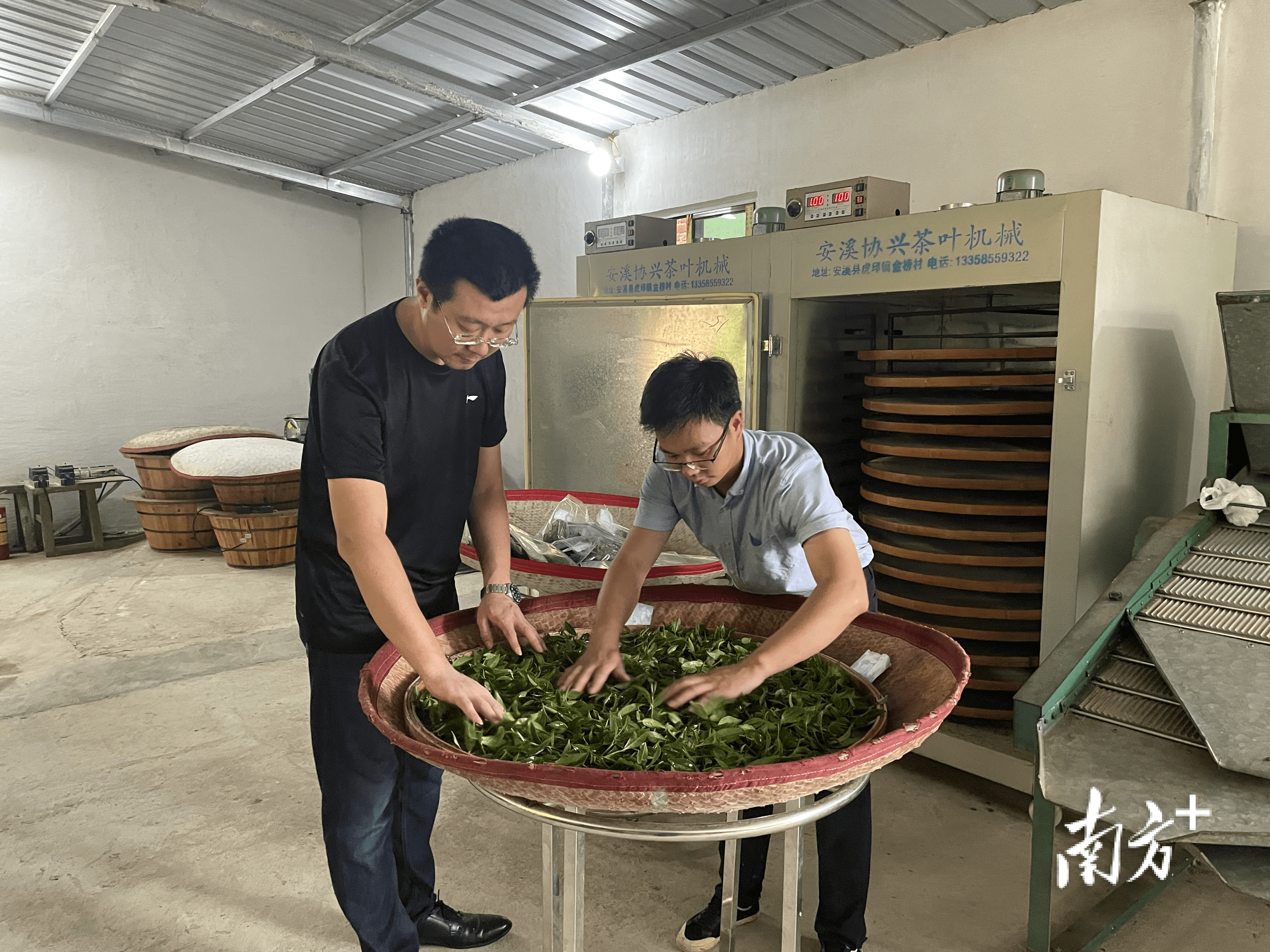 省农科院农村科技特派员科技助力西阳镇茶产业提质增产_技术_茶叶