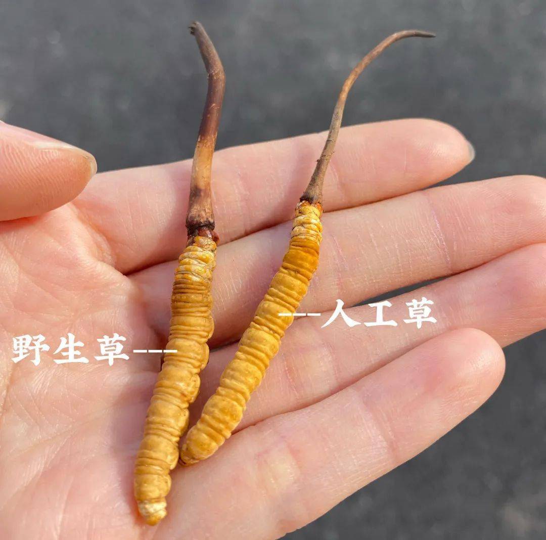 活动高海拔野生鲜虫草一根鲜草3根干草