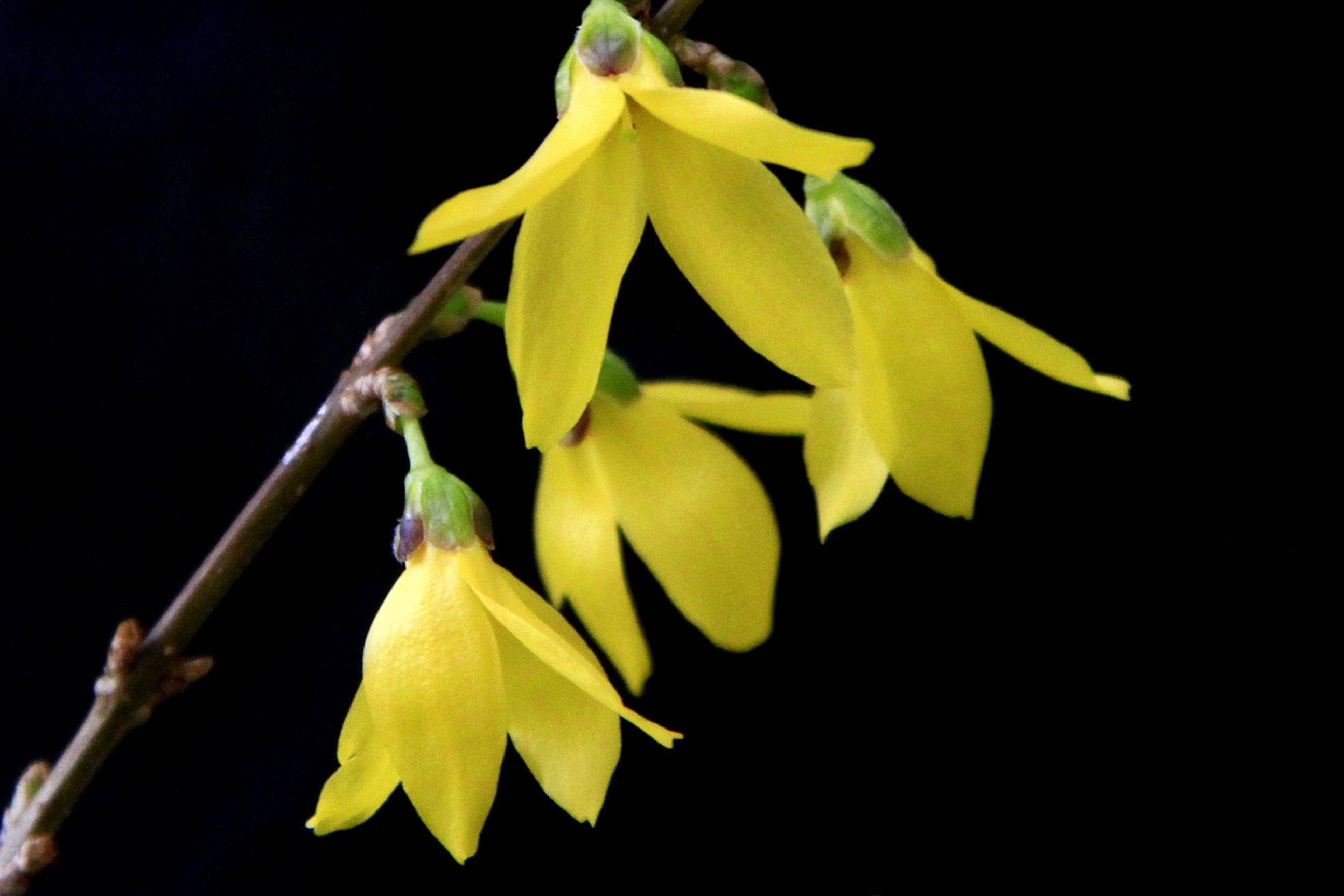 它被称为"疮家圣药",不仅清热解毒,更擅于攻克这3种疾病_连翘_中成药