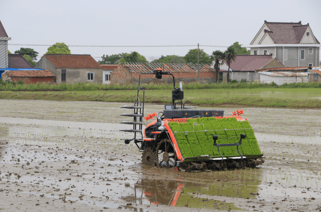无人驾驶插秧机玩转崇明农活