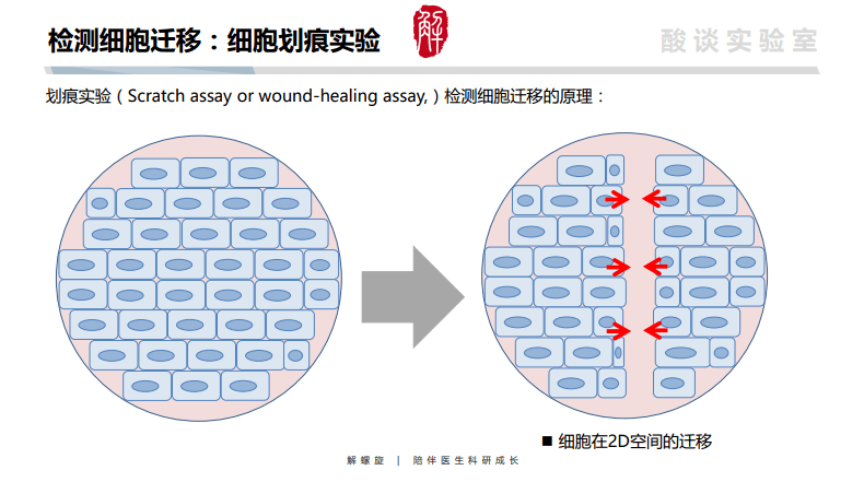 有救啦cck8mtt劃痕實驗transwell實驗pi染色等14個實驗巨詳細