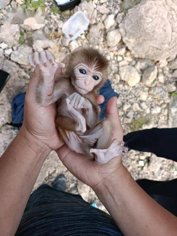“猴哥”找到了“新妈妈”